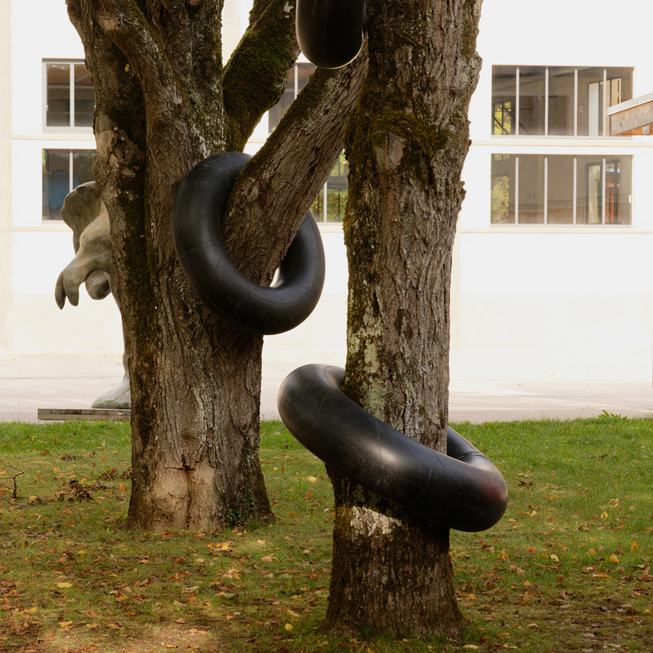 Ronds Dans Les Arbres Ludovic Chemarin